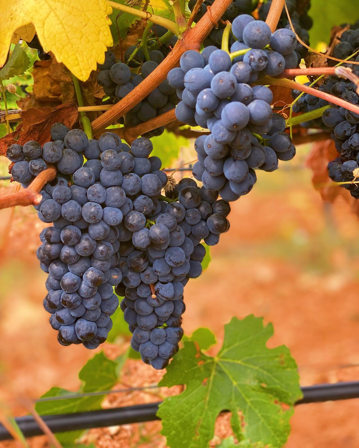 Grapes at Bogdaya Estate