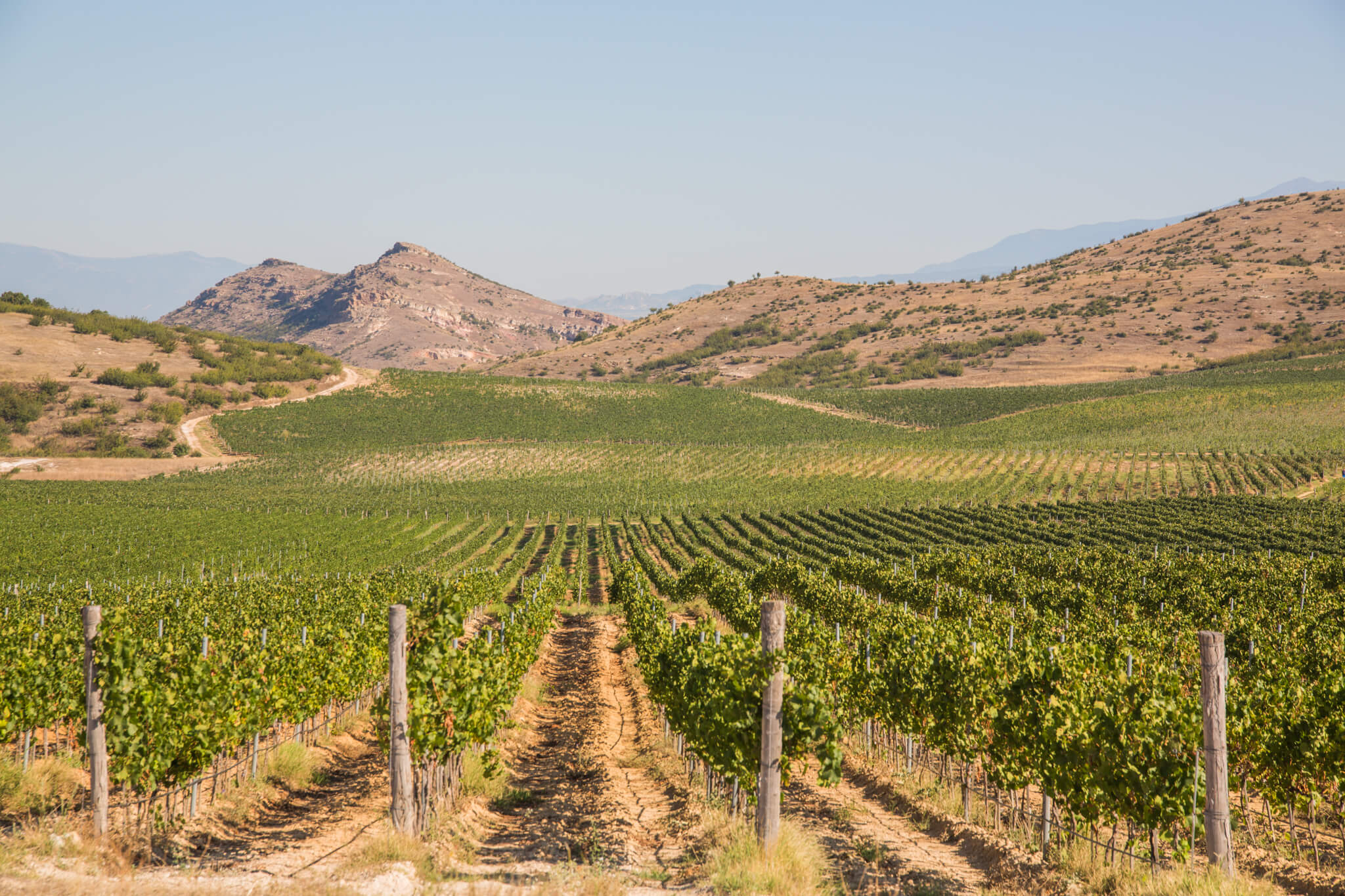 Logodaj vinyard
