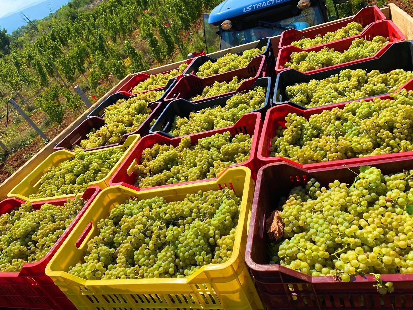 Grape picking at Bogdaya Estate